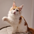 Bub1.4